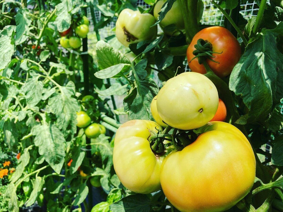 畑の夏野菜を収穫